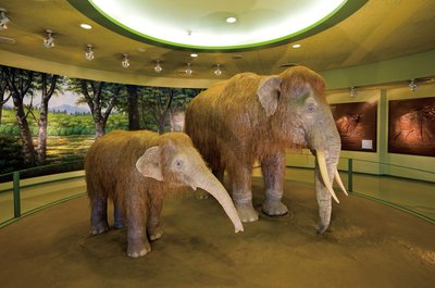 🦋 구라시키 시립 자연사 박물관 (구라시키시리츠시젠시하쿠부츠칸)